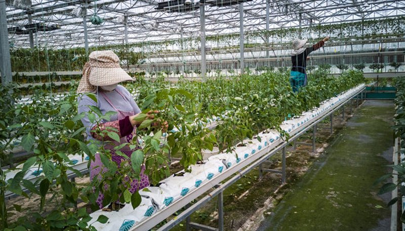 了解厦门出入境检验检疫技术中心官网:一站式服务指南