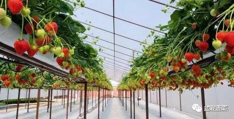 深圳市五州田农业科技开发有限公司的官方网站，是否真的如传闻那般强大？